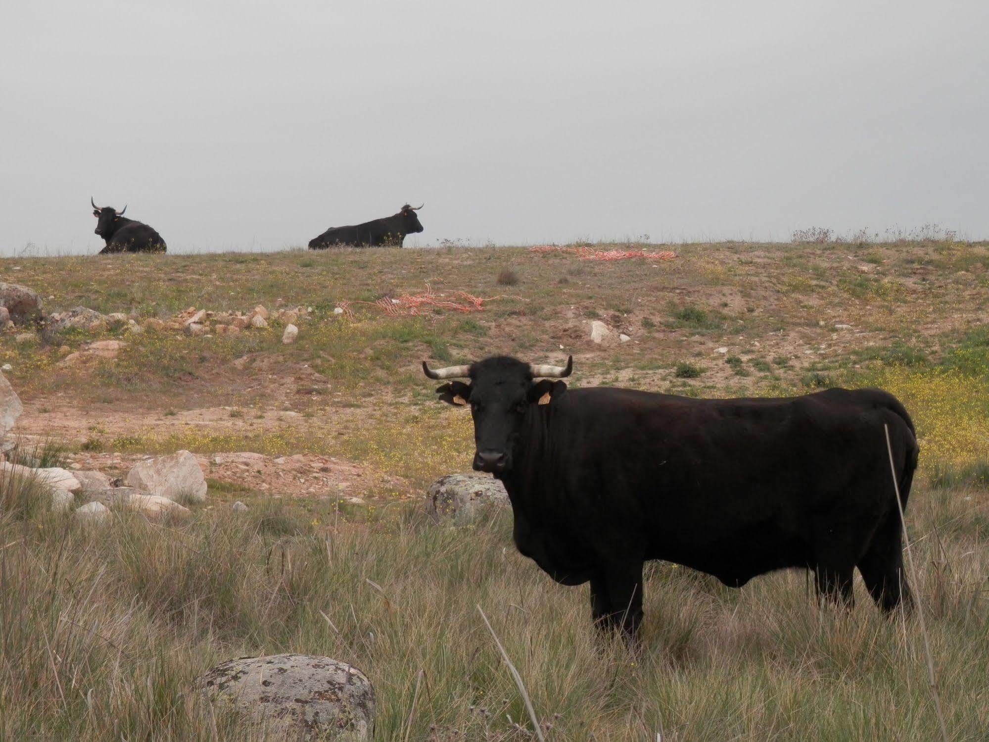 Casa Rural El Dolmen Bernuy-Salinero Dış mekan fotoğraf